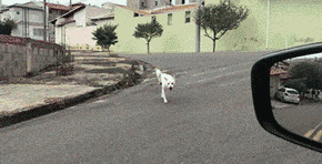 扔垃圾竟导致狗狗被割喉? 随手一个动作也许能挽救一条生命, 你愿意做吗?