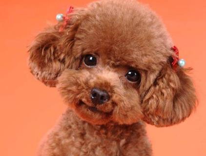 泰迪和主人走散了, 在马路上迷茫的徘徊, 网友不忍心了