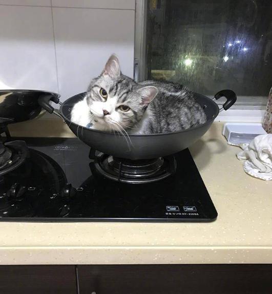 猫: 我给大家表演铁锅炖自己! 主人: 等等! 忘裹蛋液了您!