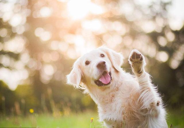 这4种猛犬“攻击欲”很高, 个个都比普通的狼要狠, 劝你别养!