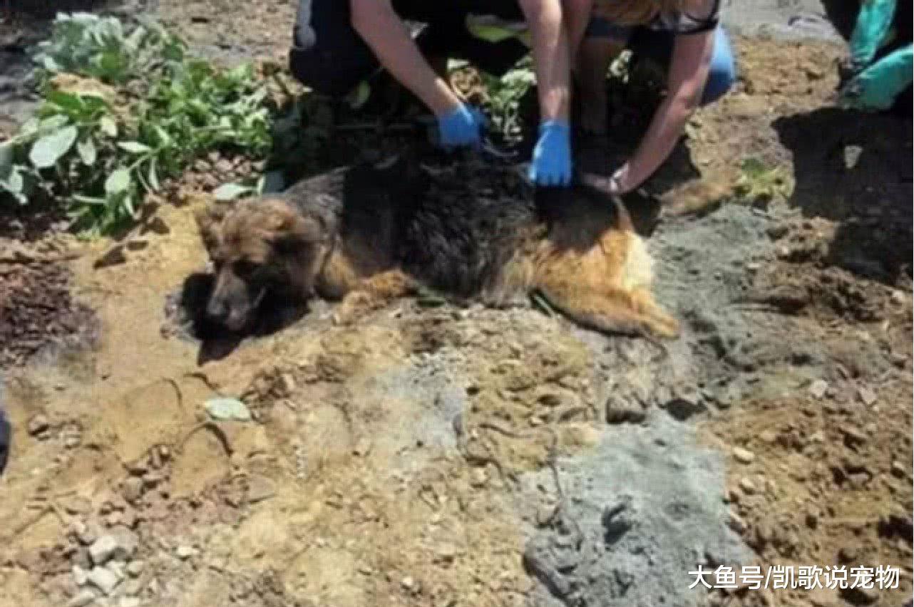 狗狗躺在地上不能动弹, 路人原以为死了, 上前一看立马搬救兵