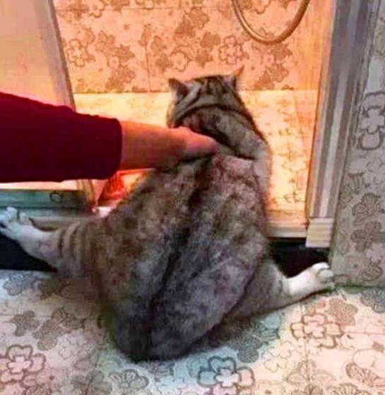 把猫咪骗进浴室, 打开花洒后乐疯了, 猫咪劈叉喊救命!