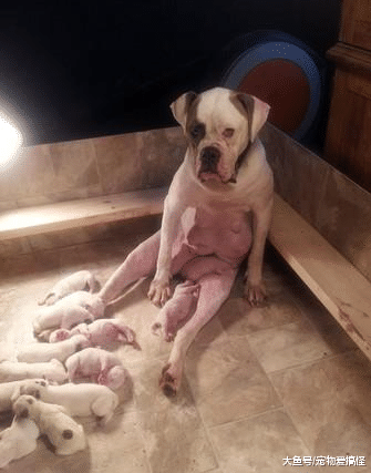 狗妈妈喂奶喂到怕养小孩真的不容易啊