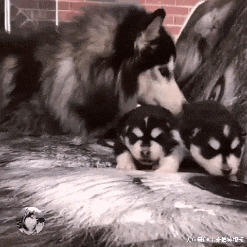 二哈生了两只娃, 却用毯子把它们包起来, 原来是有目的