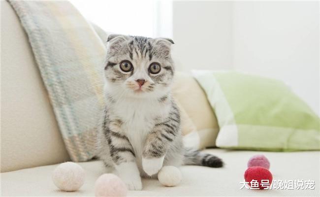 有5种猫咪出现在你家门口, 你会带哪只回家? 很多人选第三个