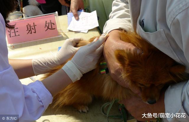 狗狗疫苗怎么打?