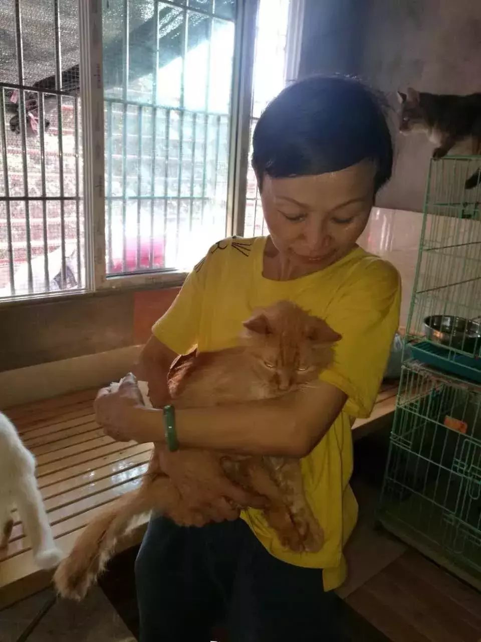 七旬老人为救猫狗, 低头求人, 辛酸救助看哭众人...