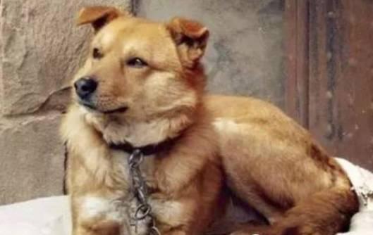 我们为什么要养狗? 也许这就是最好的答案吧!