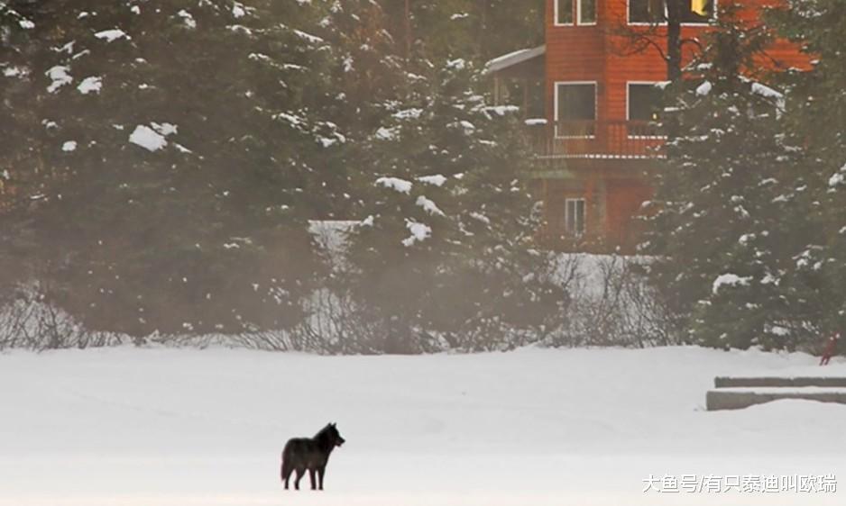 他在阿拉斯加度假「一匹狼」往他家走过来, 他的狗冲了过去…