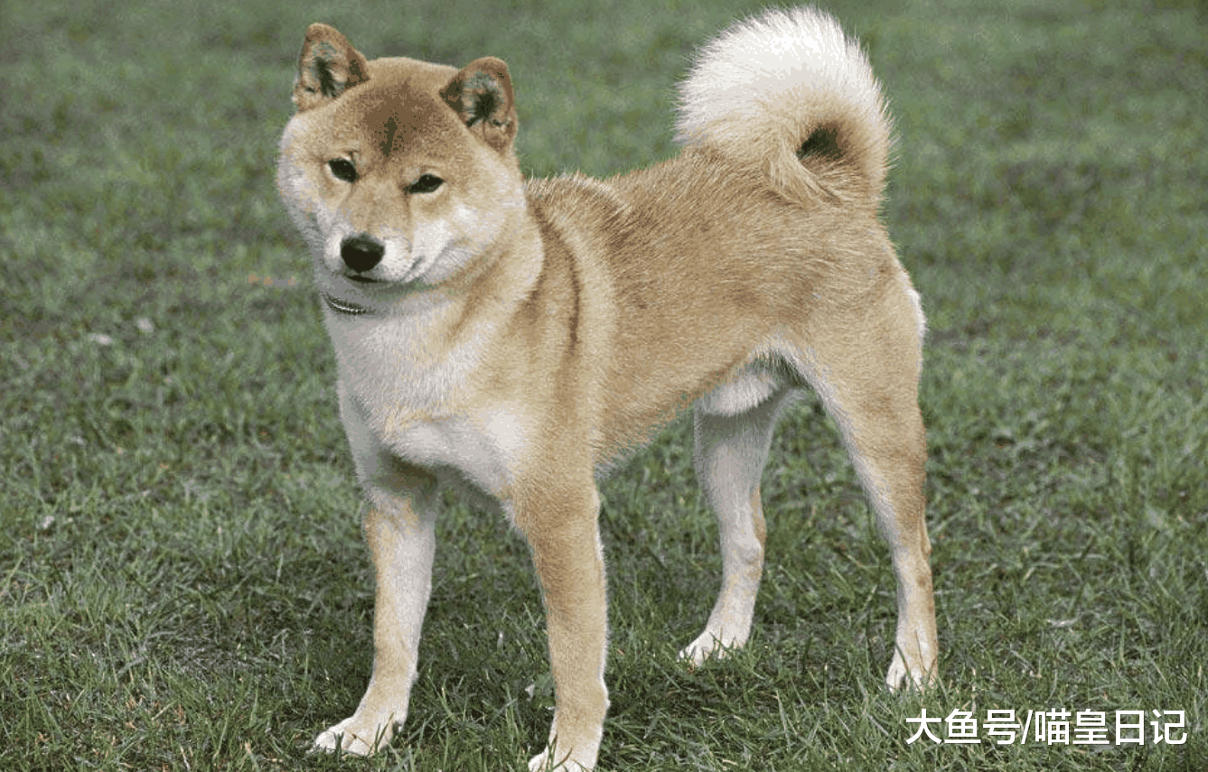 自己的鞋子总是莫名其妙被狗啃? 你了解你家狗狗的这种行为吗?