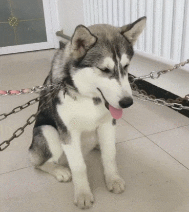 宠主们, 这5种难养的狗狗, 你们养过多少种? 养过的人都说难养!