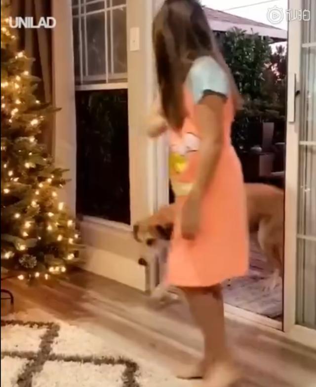 门明明开着, 狗子非要主人“开门”才进来: 你跟玻璃门有过故事?