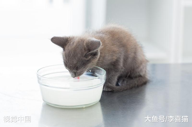 刚断奶的小猫咪肠胃功能还很差, 铲屎官在喂食方面要注意这些事情