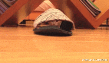 猫咪从小就爱钻拖鞋, 长大了还在钻, 网友: 这是只有味道的猫!