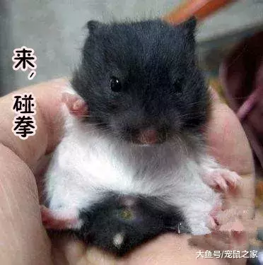 一文带你走进仓鼠世界: 仓鼠种类之坎贝尔仓鼠