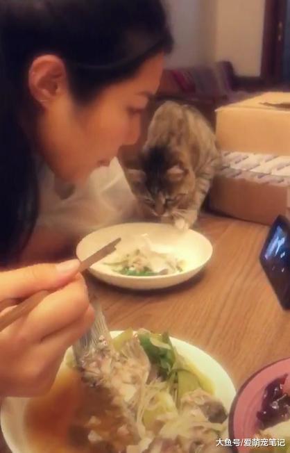 猫咪想吃主人盘中的骨头, 多次遭到拒绝, 网友: 全网最没脾气的喵