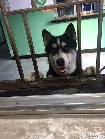 哈士奇每天去医院视察, 这尽职的态度也是服气了!