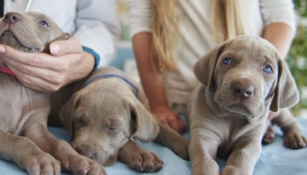 领养宠物狗之前, 必须要承诺的事项, 网友: 竟然这么麻烦!