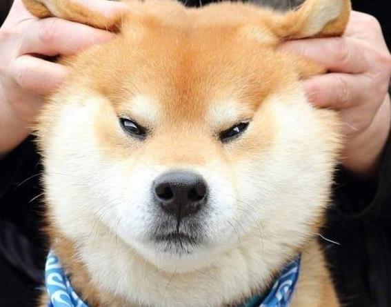 狗届“二货”又增一员, 柴犬犯二起来, 比二哈更萌, 网友: 笑哭