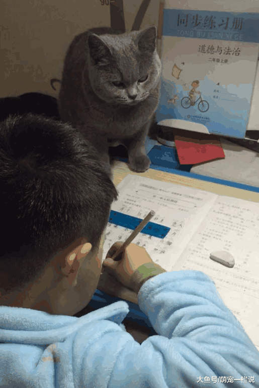 小主人做作业又被妈妈骂了, 妈妈为了监督小主人, 让猫咪盯着