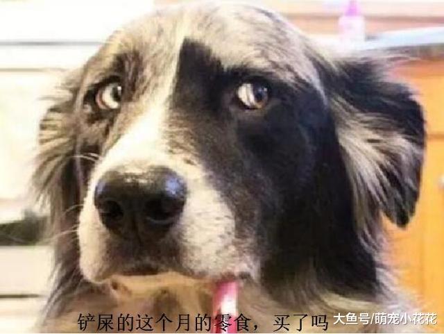 养狗须知: 人和狗睡觉, 会有这些危险!