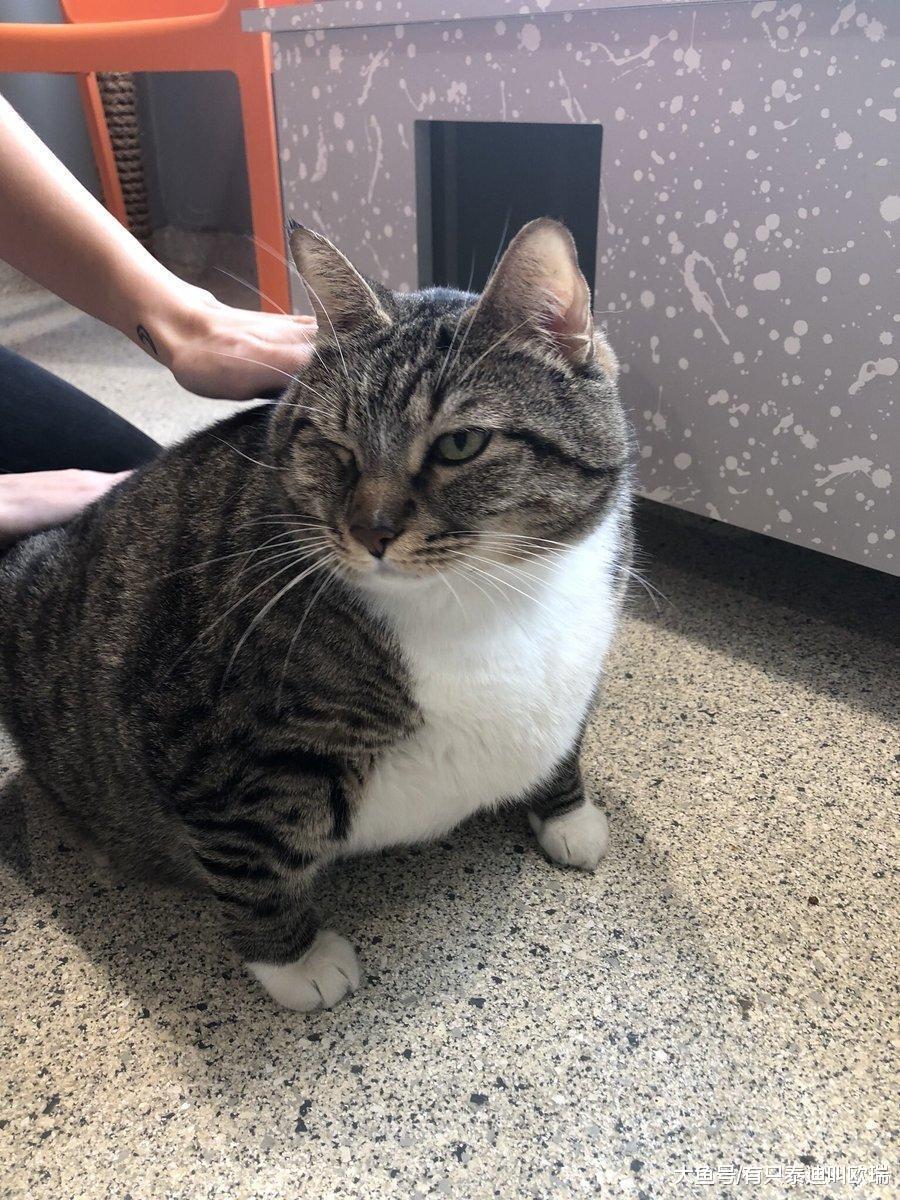 13公斤胖猫遭弃养收容所开领养条件: 帮它减肥!