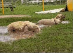 养狗的注意了, 千万别带这5类狗去宠物店, 容易被拒收哦