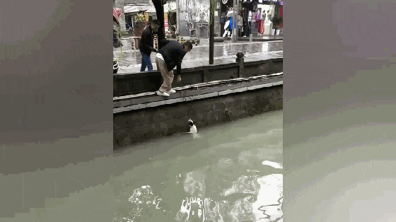 小狗误坠街边河道, 眼瞅就要力气尽失, 两位好心人的举动暖心了…
