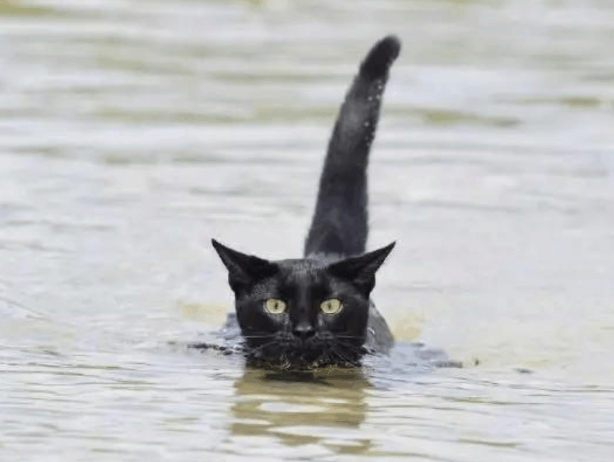 被人装箱子丢路边的猫咪, 它去海里泡了个澡, 上岸后都有粉丝团了
