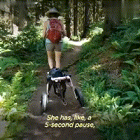 在领养人的帮助下, 后腿残疾的狗狗重新开始奔跑, 爱能治愈一切!