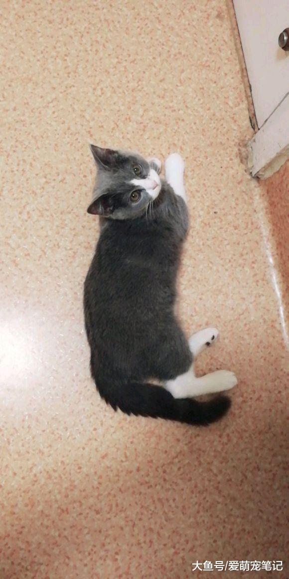 买回来一只蓝猫给原住民作伴, 喂养不到半个月时间, 噩梦就开始了