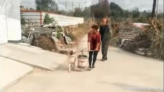 正帮我抬水的狗狗, 看到公鸡撒丫子就追啊, 指望狗干活不靠谱啊