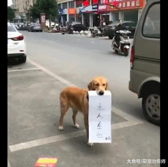 狗狗站在路边, 嘴里叼着“主人车位”纸条, 养狗千日用狗一时啊!