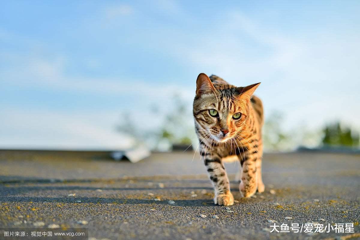 世界上最昂贵的5种猫咪, 只有土豪才能养得起, 第一种乃天价!