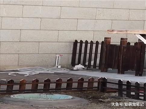 萨摩耶渴了, 会把小碗推出来自己拨水龙头接水喝: 全网最聪明的汪