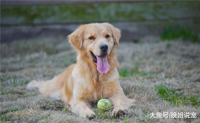 狗狗害怕的五种东西, 它对第四个的声音有恐惧, 第五个伤害最大