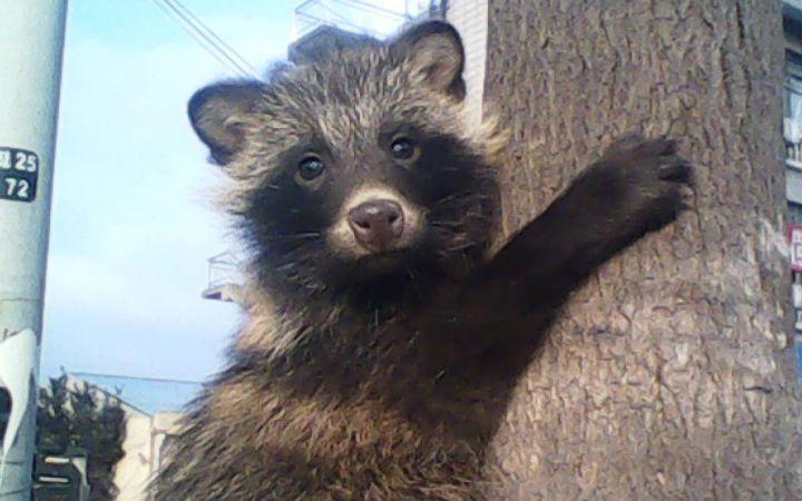 路人从路边草丛捡到五只猫, 兽医却说这是狗狗, 最终两人都被打脸