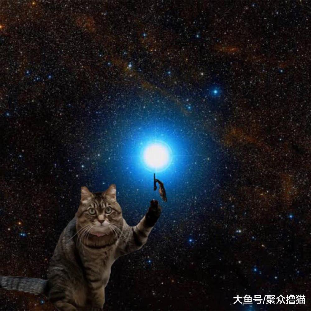 猫咪调皮玩绳子, 被主人解救后发现, 自己的猫咪居然创造了太阳