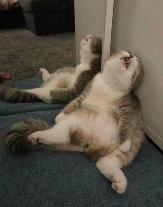 一只猫咪只是睡着了, 想不到各路大神, 竟然如此对待猫咪