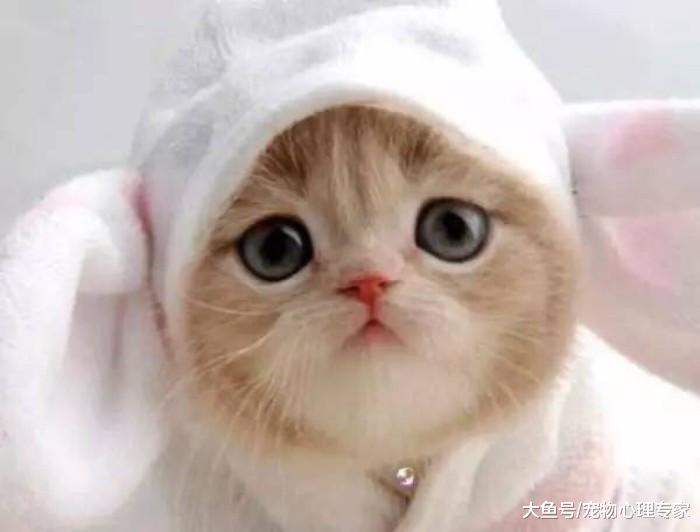4只小奶猫到处乱跑, 主人让金毛帮忙照顾, 再次看到时画面很有爱