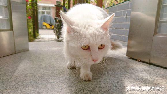 女孩晒出一只找领养的流浪猫, 网友: 这颜值, 丝毫不比品种猫差啊