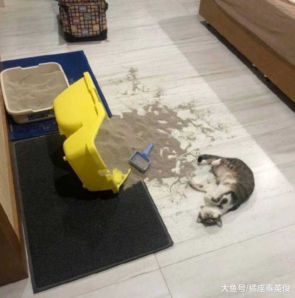 猫咪是宝藏, 是平淡生活里的引线, 把你变成易燃易爆品!
