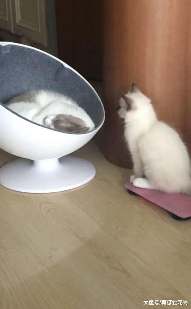 猫咪睡觉却被吓到炸毛, 知道原因后网友笑炸了, 猫: 心疼我自己!