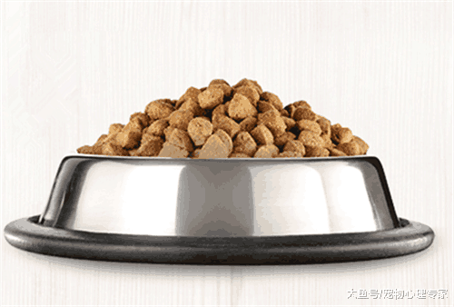 别把换猫粮不当回事, 如操作不当猫咪轻则食欲不振, 重则致命!