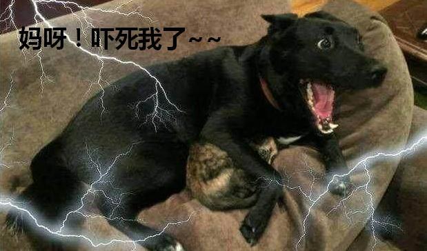 再温顺的狗狗也会害怕, 这5种情况, 你分分钟被追着咬!