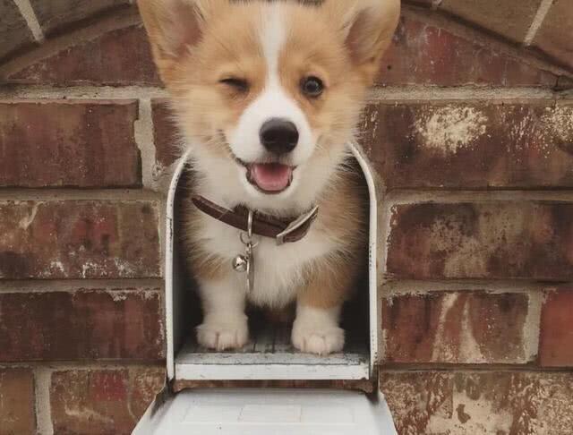 致爱犬: 我的狗狗每一晚都要做好梦噢! 要成为最幸福的狗狗!