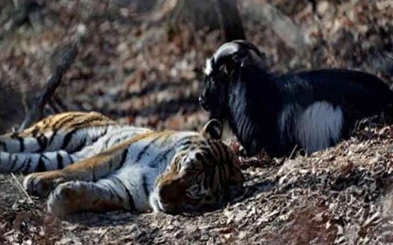 山羊被当做食物扔进虎园, 看到老虎不跑, 让人意外的事发生了!