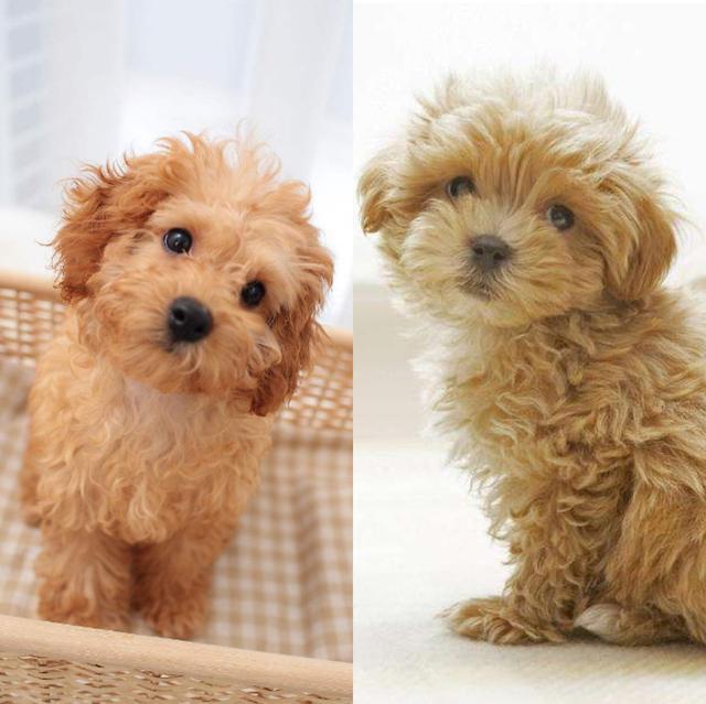 导致贵宾犬褪色的5个原因, 你了解吗?