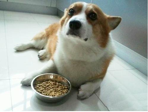 狗狗多吃肝脏有益? 别让无知害了你的狗狗!