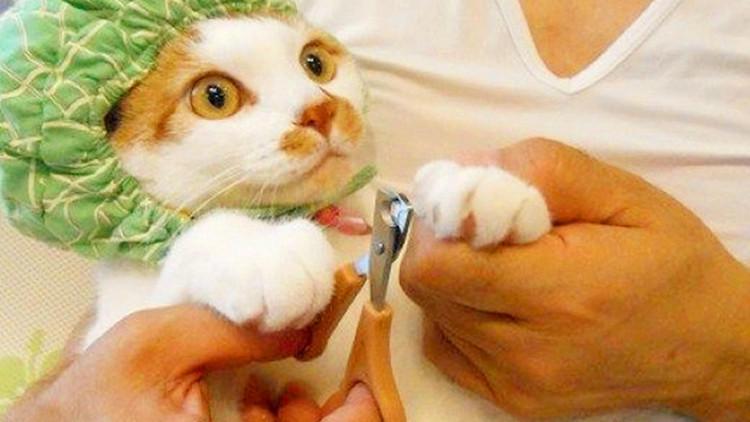 救救铲屎官, 一靠近猫主子就亮爪!